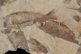 Fossil Fish (Gosiutichthys) Mortality Plate - Lake Gosiute #87800-2